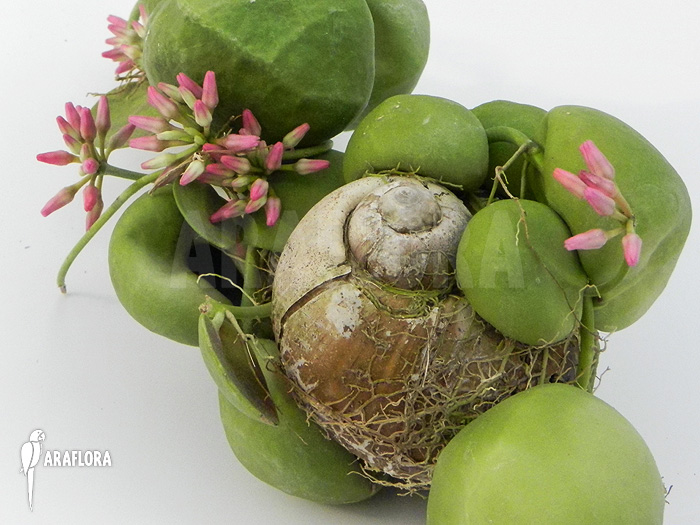 Dischidia species Thailand in Snail