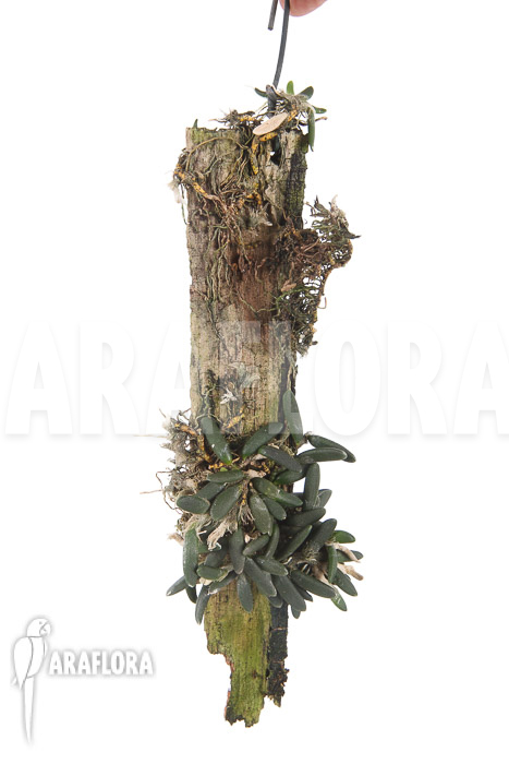 Dockrillia prenticei