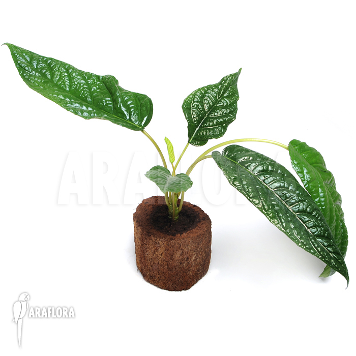 Dorstenia brasiliensis