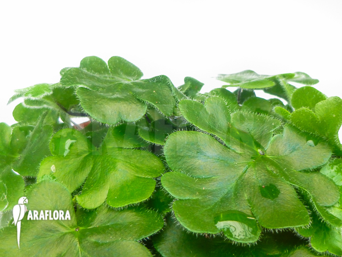 Doryopteris cordata ‚Antenna fern‘