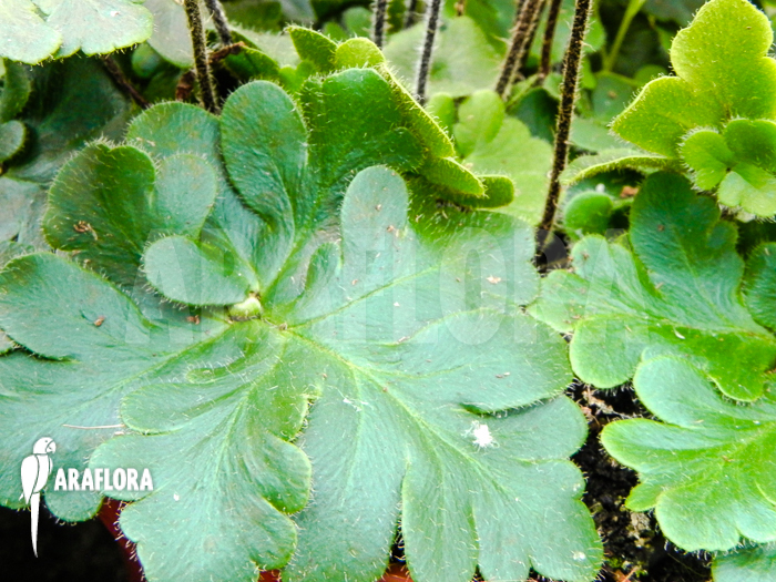 Doryopteris cordata ‚Antenna fern‘