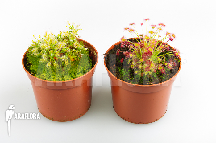 Drosera Australia package