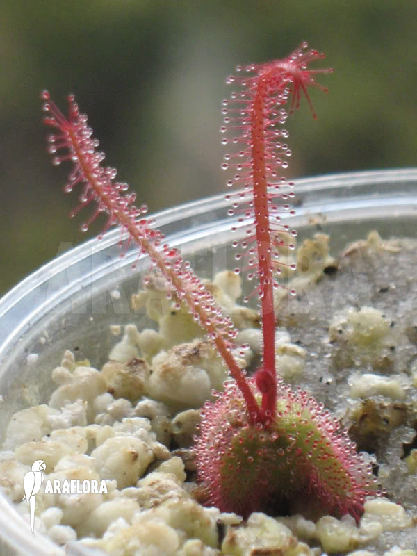Drosera alba