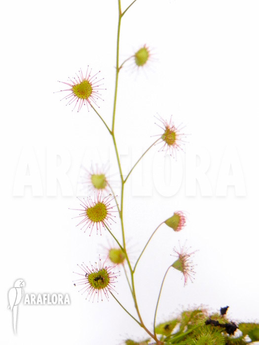 Drosera andersoniana