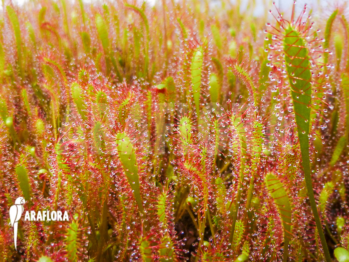 Drosera anglica