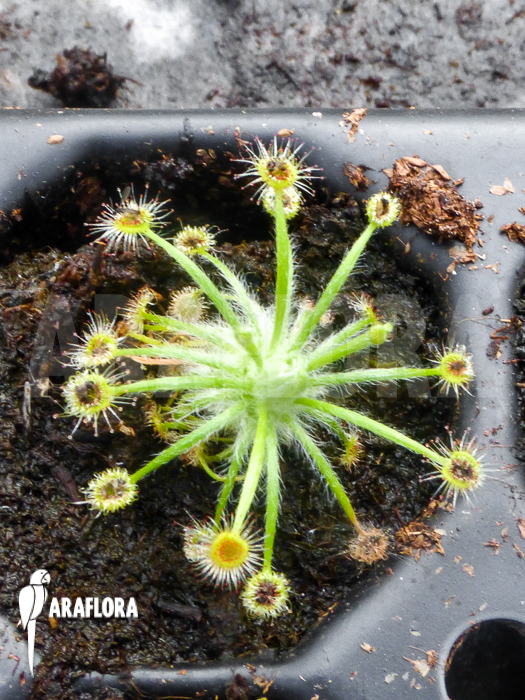 Drosera broomensis