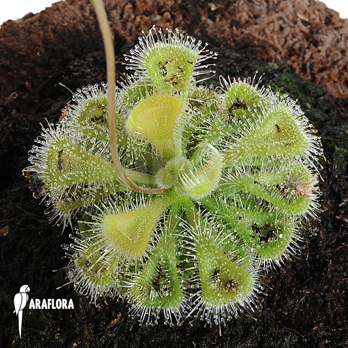 Drosera burmannii