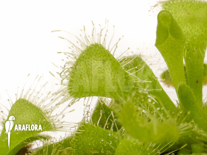 Drosera burmannii (detail)