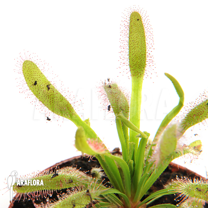 Drosera capensis ‚Wide leaf‘