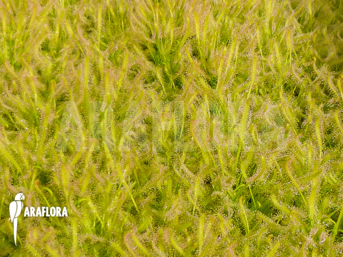 Drosera capensis ‚Alba field‘