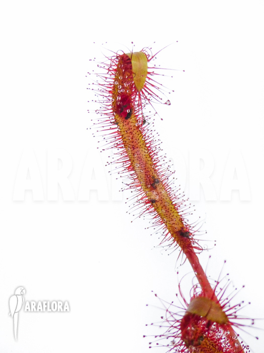 Drosera capensis ‚Red‘