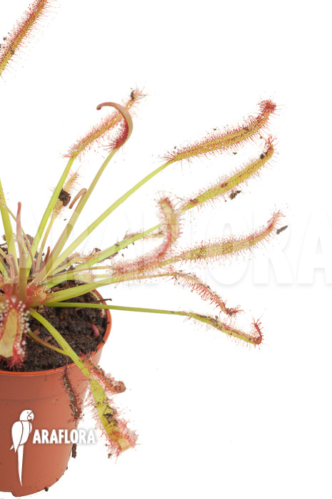 Drosera capensis ‚Red‘