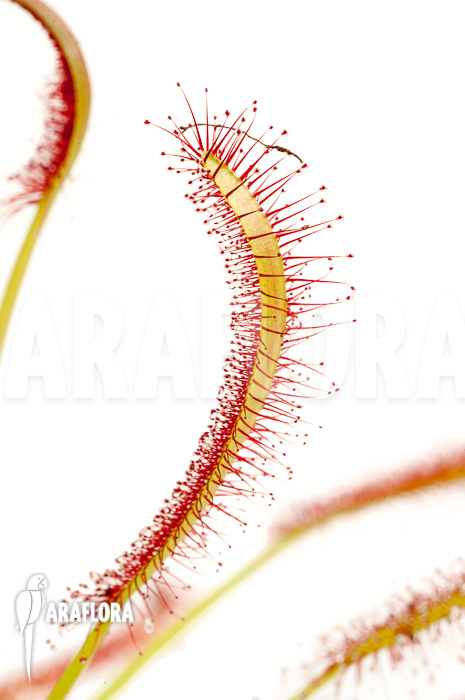 Drosera capensis ‚Red‘
