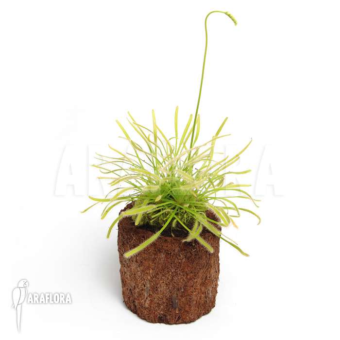 Drosera capensis ‚Alba‘