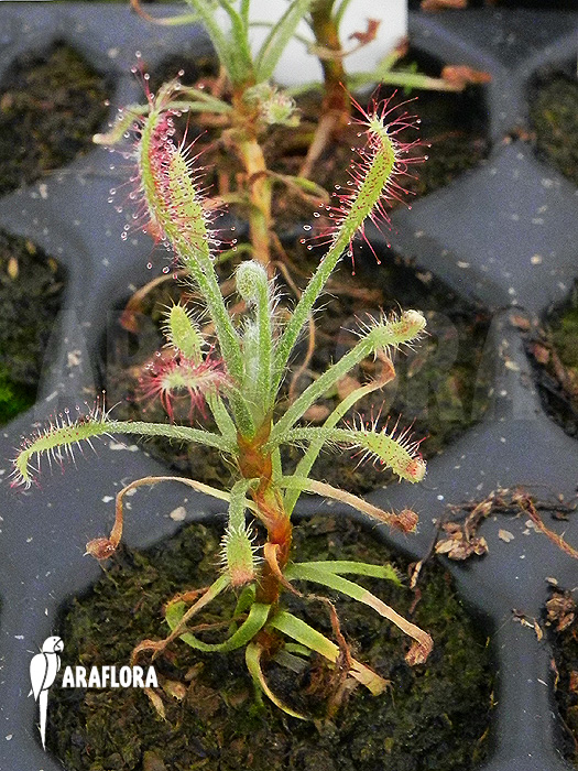 Drosera chrysolepsis