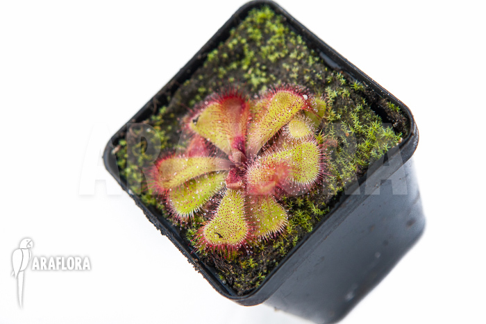 Drosera cuneifolia ‚S‘