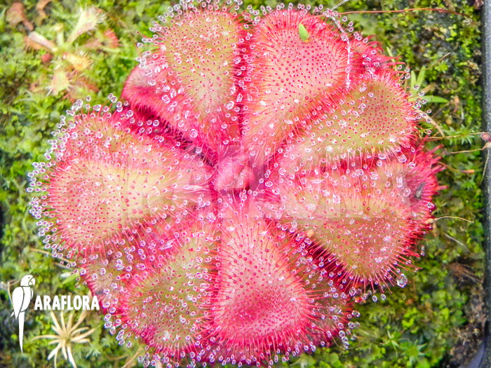 Drosera cuneifolia ‚S‘