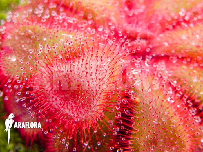 Drosera cuneifolia ‚S‘