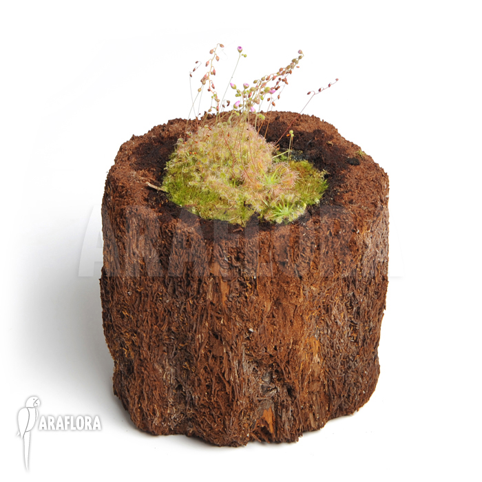 Drosera ericksoniae x ‚Pulchella‘