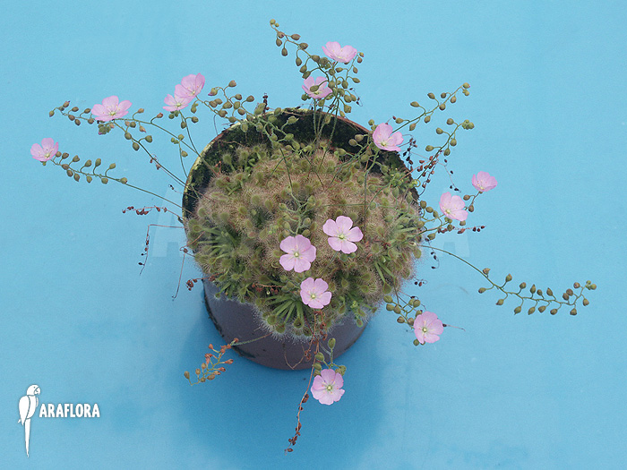 Drosera ericksoniae x ‚Pulchella‘
