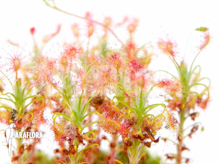 Drosera gibsonii