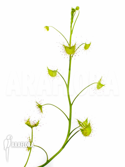 Drosera lunata