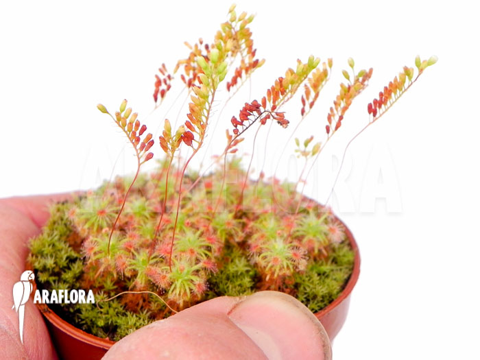 Drosera micrantha