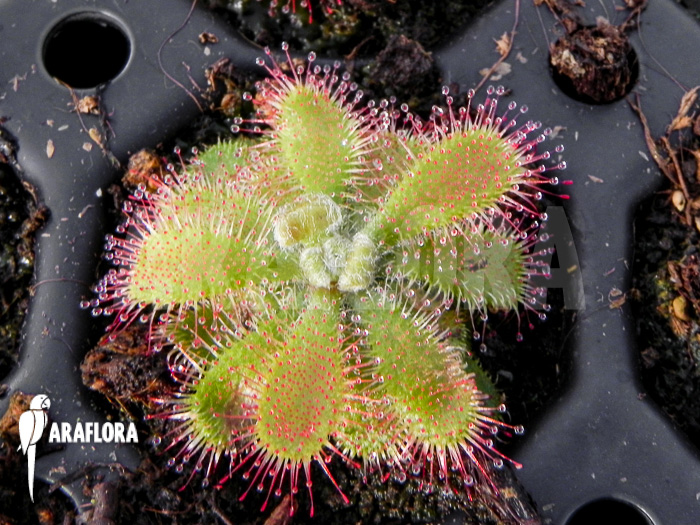 Drosera montana var. Tomentosa Starter