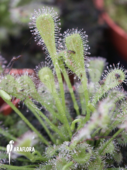 Drosera nidiformis