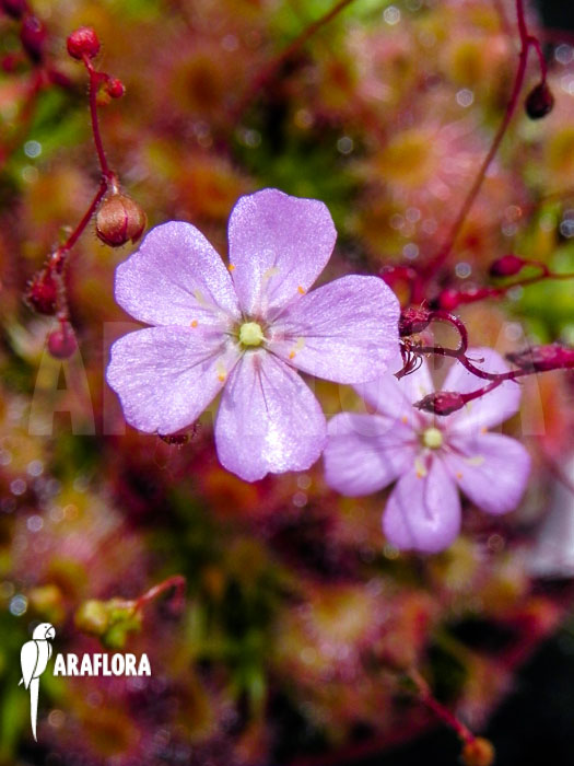 Drosera omissa ‚Flower‘