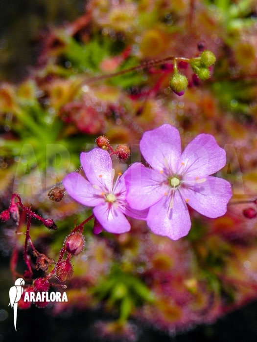 Drosera omissa ‚Flower‘