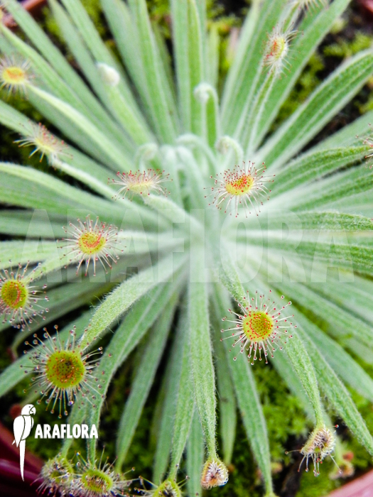 Drosera ordensis