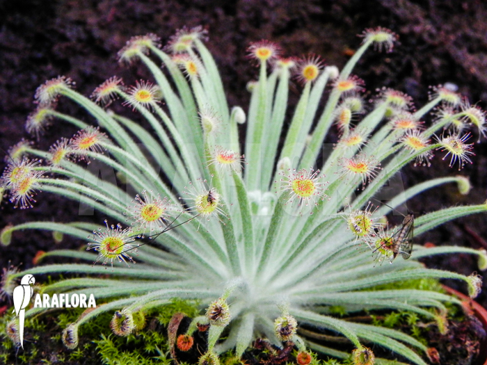 Drosera ordensis