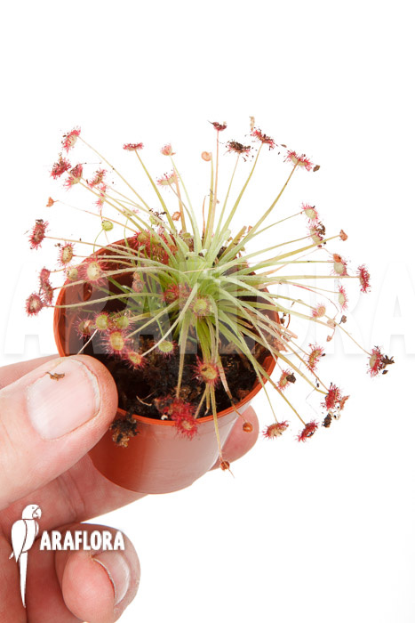 Drosera paradoxa ‚S‘
