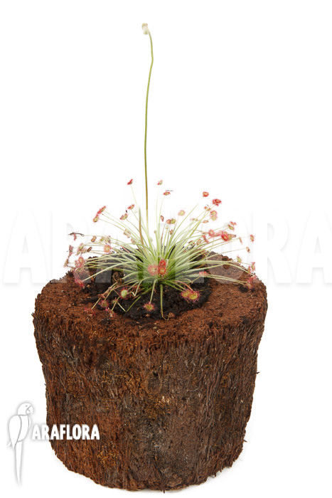 Drosera paradoxa ‚S‘