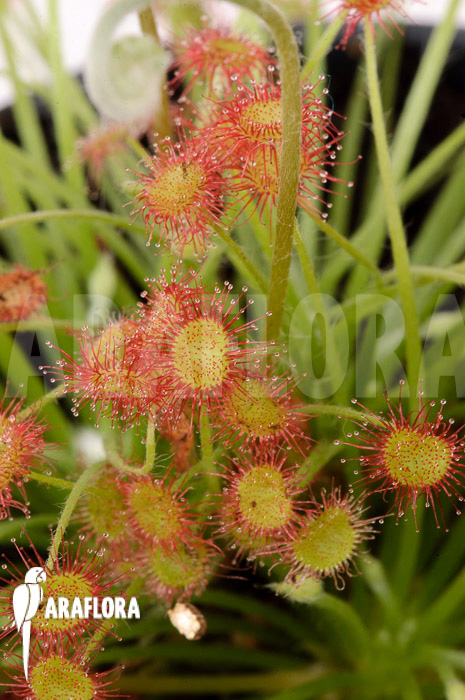 Drosera paradoxa ‚S‘