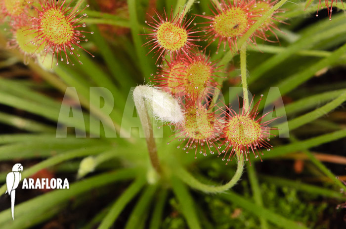 Drosera paradoxa ‚S‘