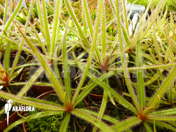 Drosera regia ‚Field‘