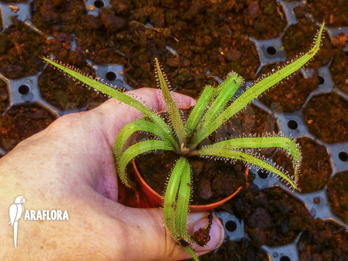 Drosera regia ‚Starter‘