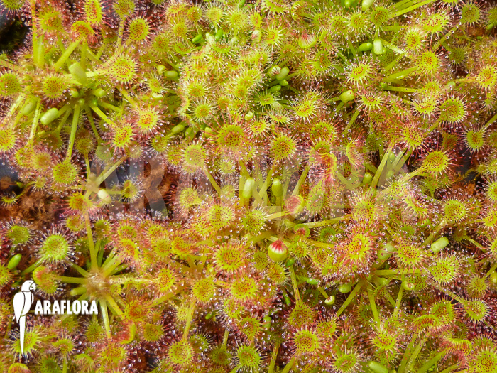 Drosera rotundifolia