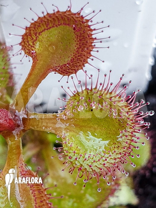Drosera rupicola ‚S‘