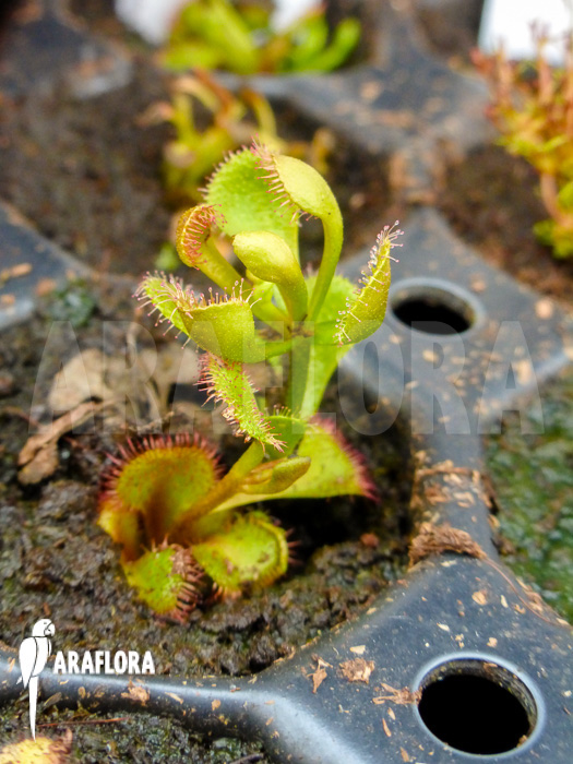 Drosera rupicola red