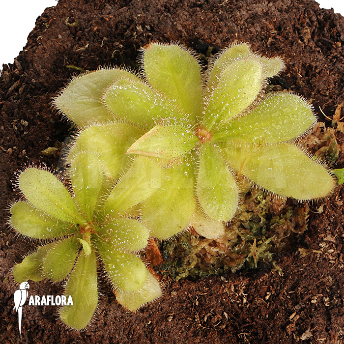 Drosera schizandra
