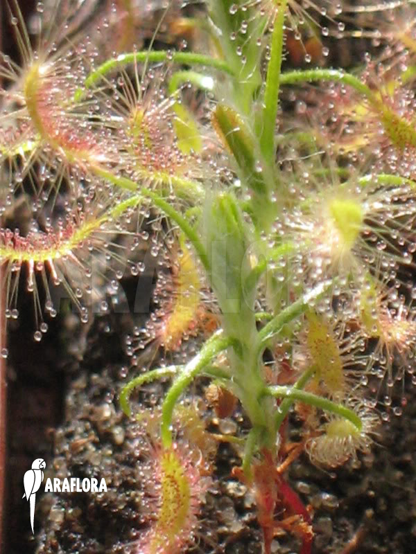 Drosera scorpioides