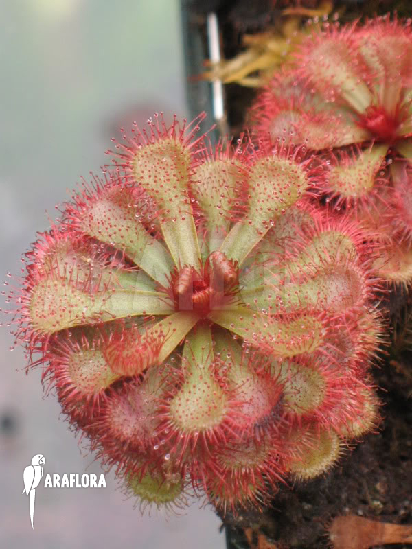 Drosera slackii ‚Narrow Leaf‘