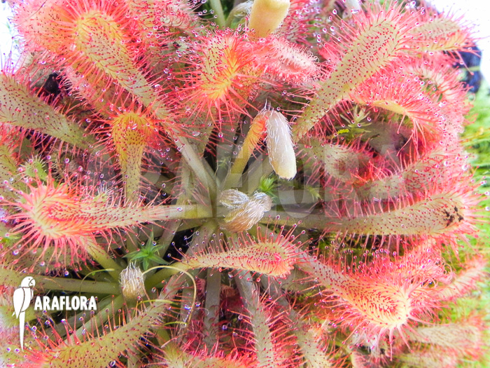 Drosera spatulata var lovellae
