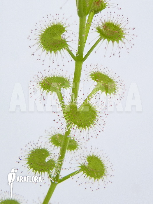 Drosera stolonifera