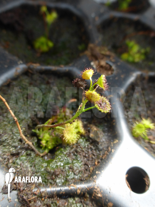 Drosera stricticaulis