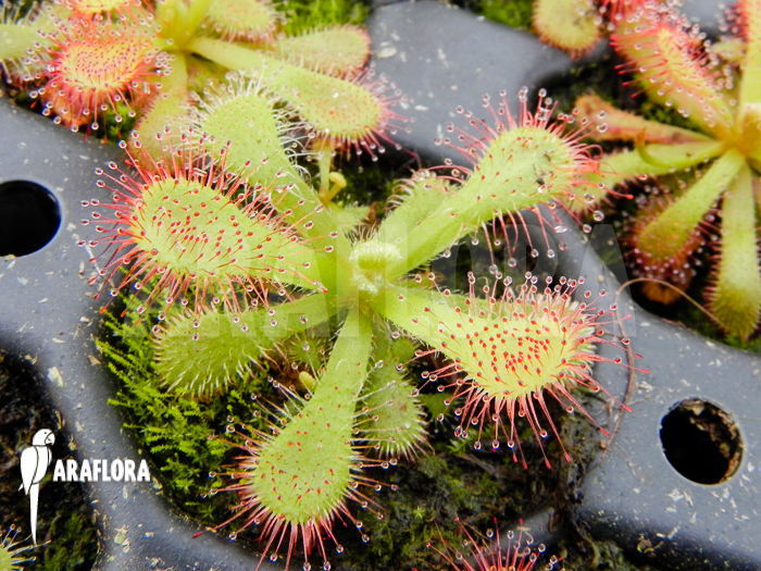 Drosera venusta