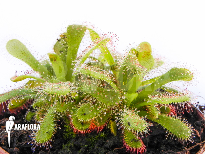 Drosera venusta